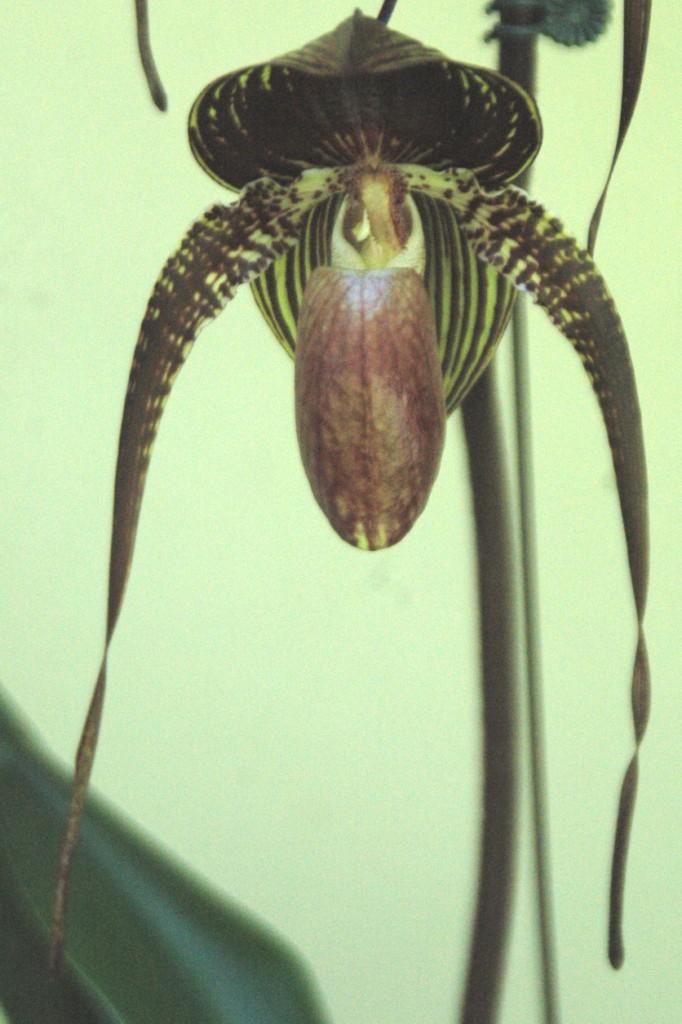 Paph Johanna Burkhardt