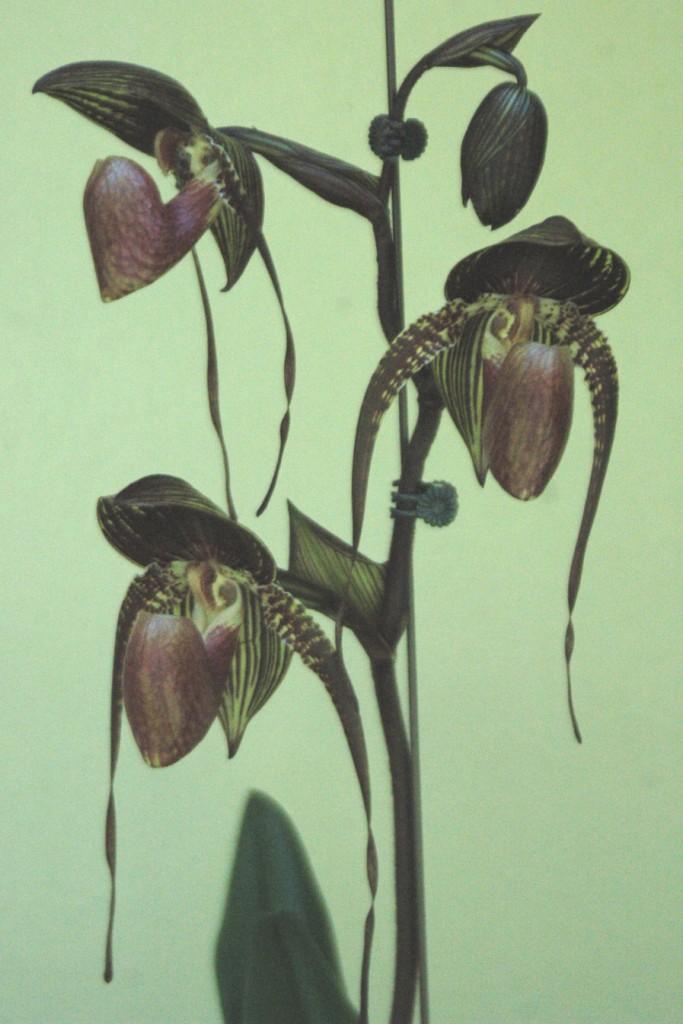 Paphiopedilum Johanna Burkhardt - photo 2