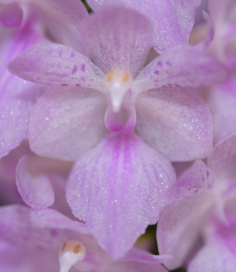 Aerides rosea