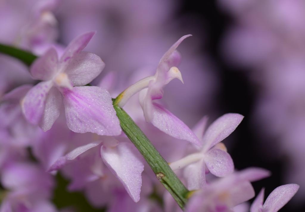 Aerides rosea - photo 2