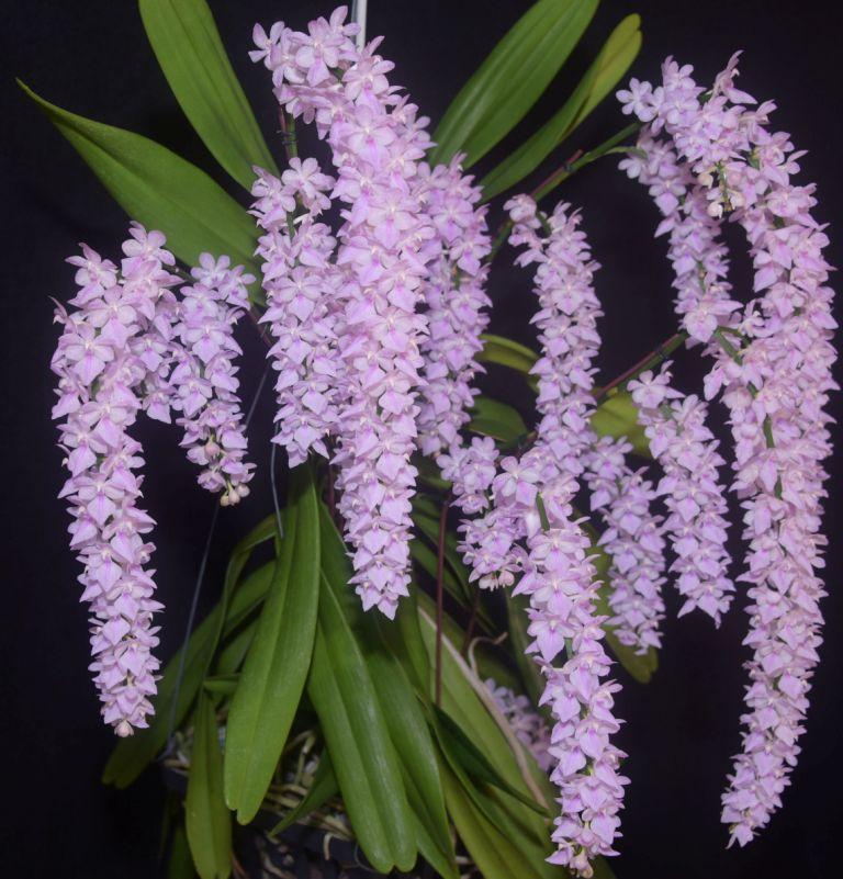 Aerides rosea