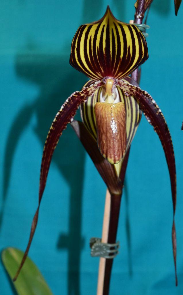 Paph Johanna Burkhardt
