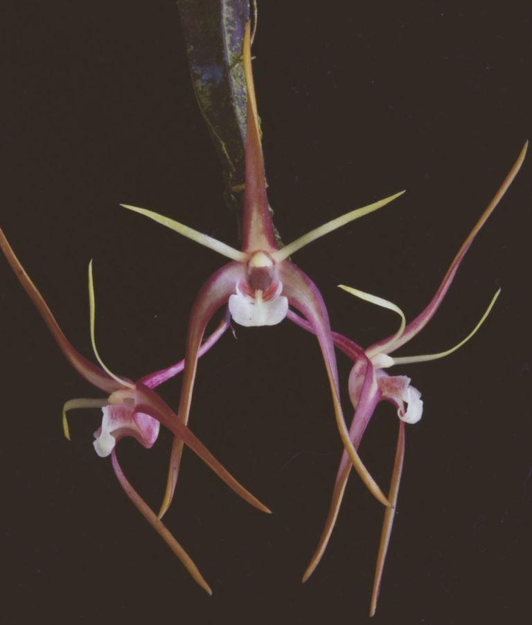 Dendrobium tetragonum subsp. tetragonum - HCC/AOC