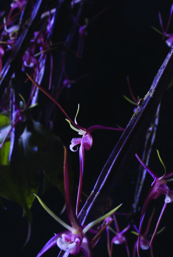 Dendrobium tetragonum subsp. tetragonum - photo 2