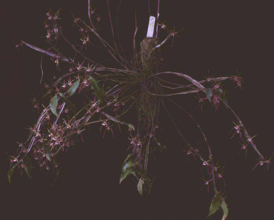 Dendrobium tetragonum