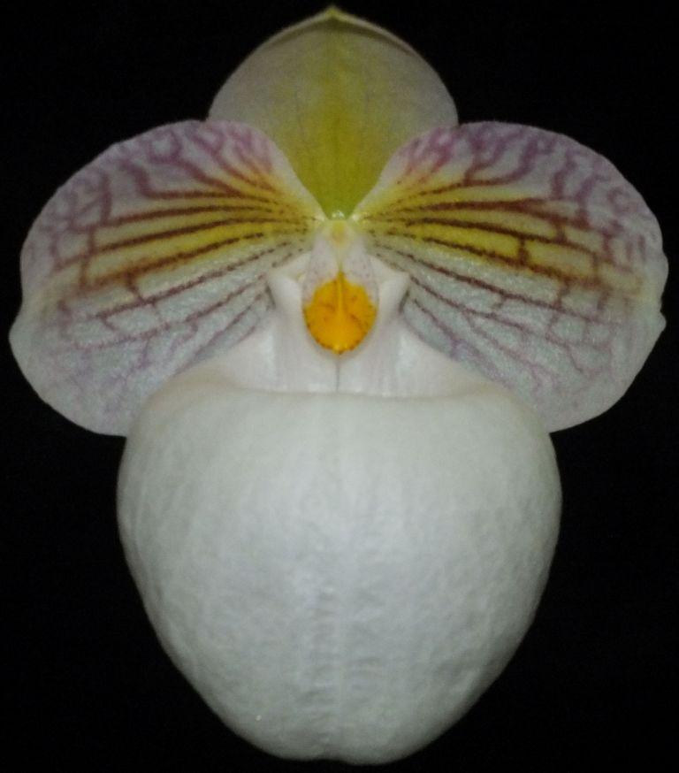 Paphiopedilum micranthum