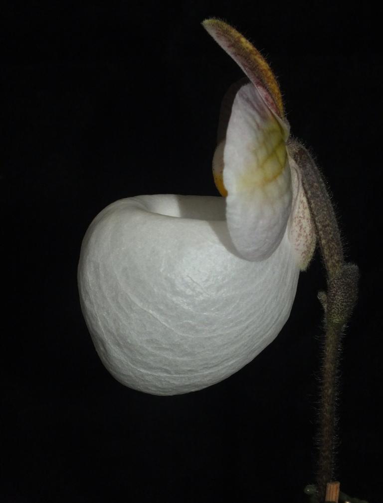 Paphiopedilum micranthum - photo 2