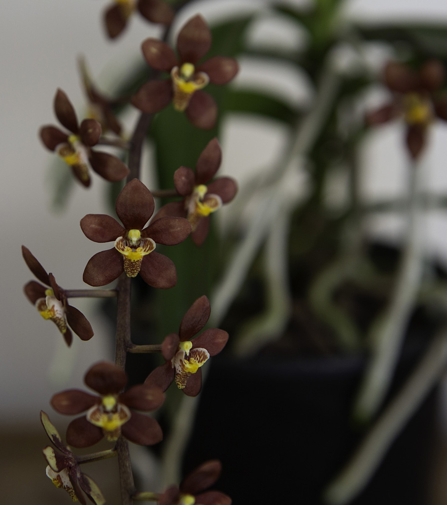 Plchs Scallywag - photo 2