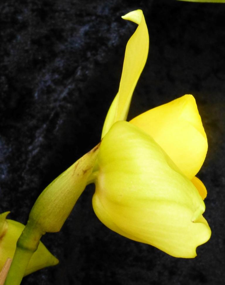 Lycaste Abou Mito - photo 2