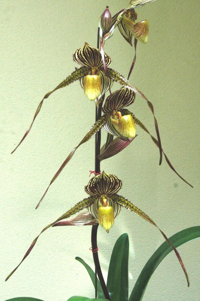 Paph Saint Swithin