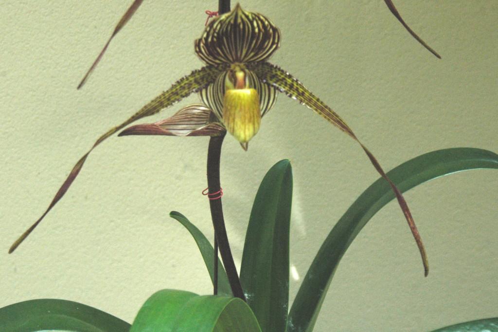 Paphiopedilum Saint Swithin - photo 2