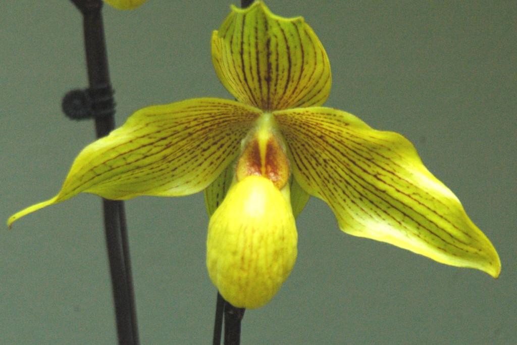 Paph Dollgoldi