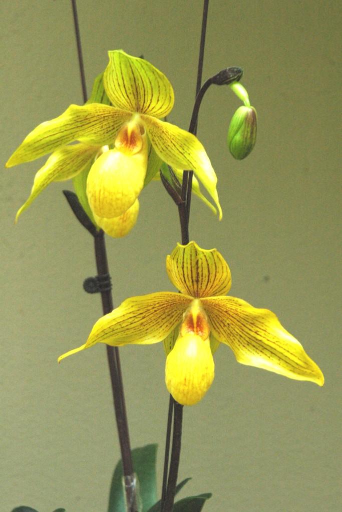 Paphiopedilum Dollgoldi - photo 2