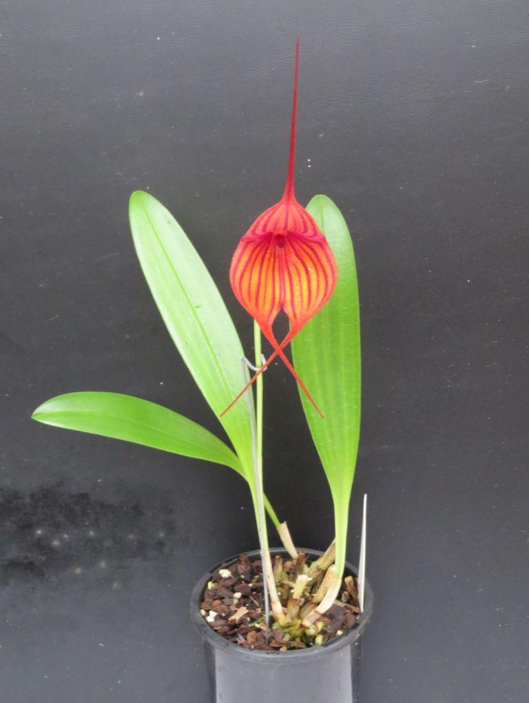 Masdevallia Stripe King - photo 2