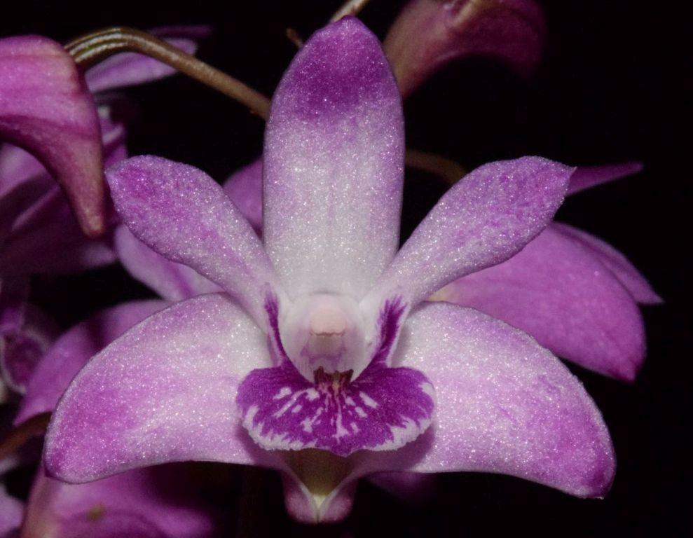 Dendrobium kingianum