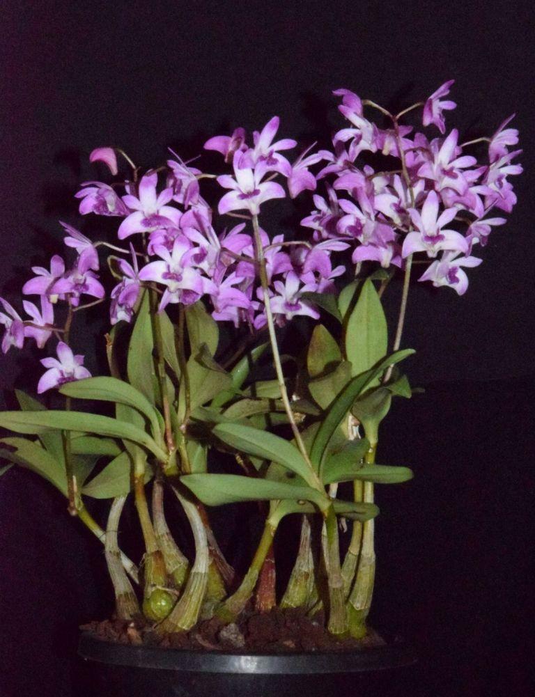 Dendrobium kingianum var. pulcherrimum - photo 2