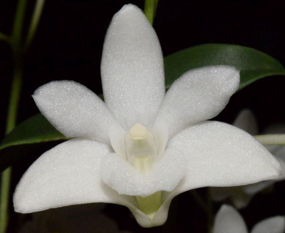 Dendrobium kingianum
