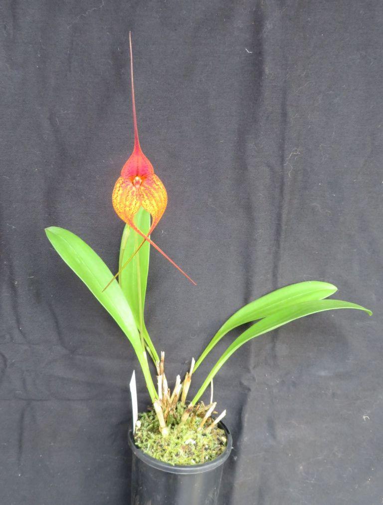 Masdevallia Super Nova - photo 2