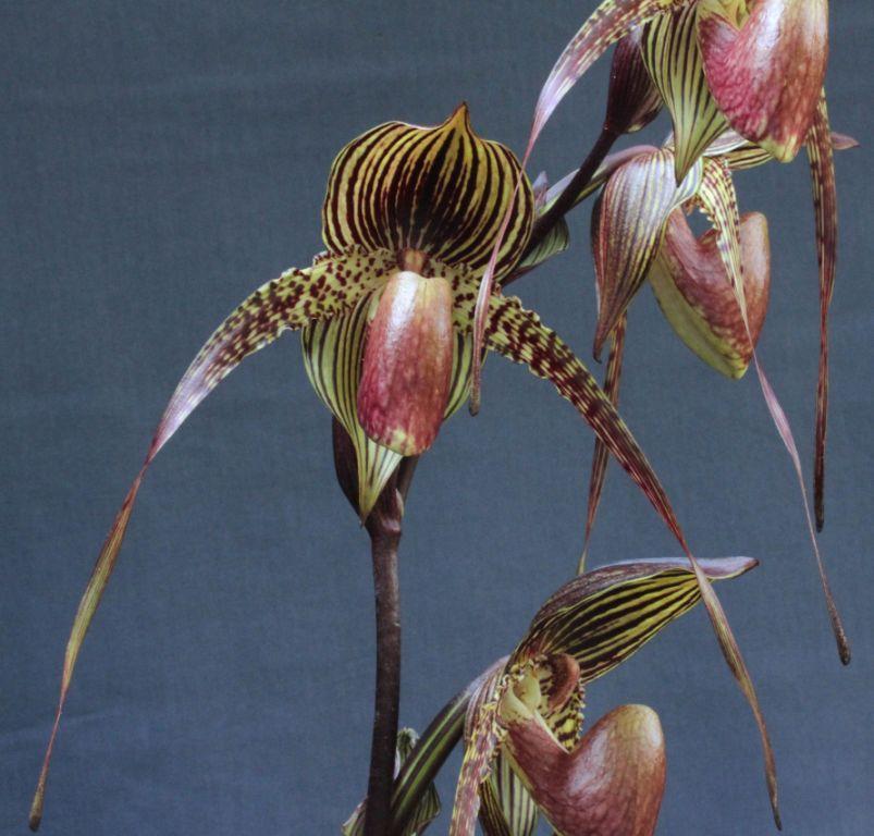 Paph Johanna Burkhardt 'Royal's Imperial Red'