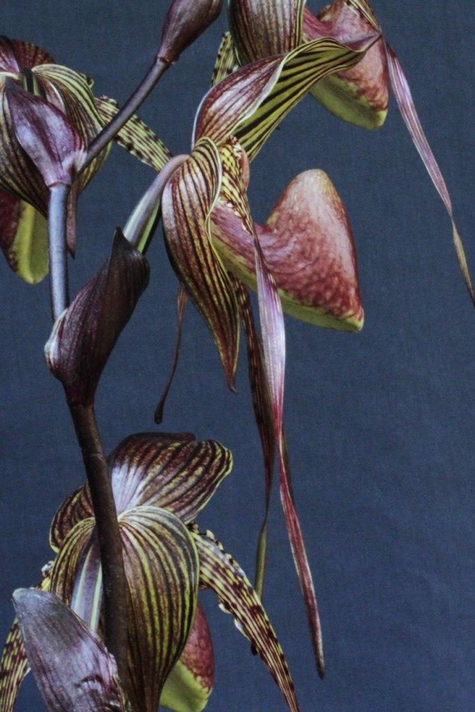 Paphiopedilum Johanna Burkhardt 'Royal's Imperial Red' - photo 2