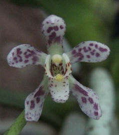 Prschs Memoria Iris Pendle