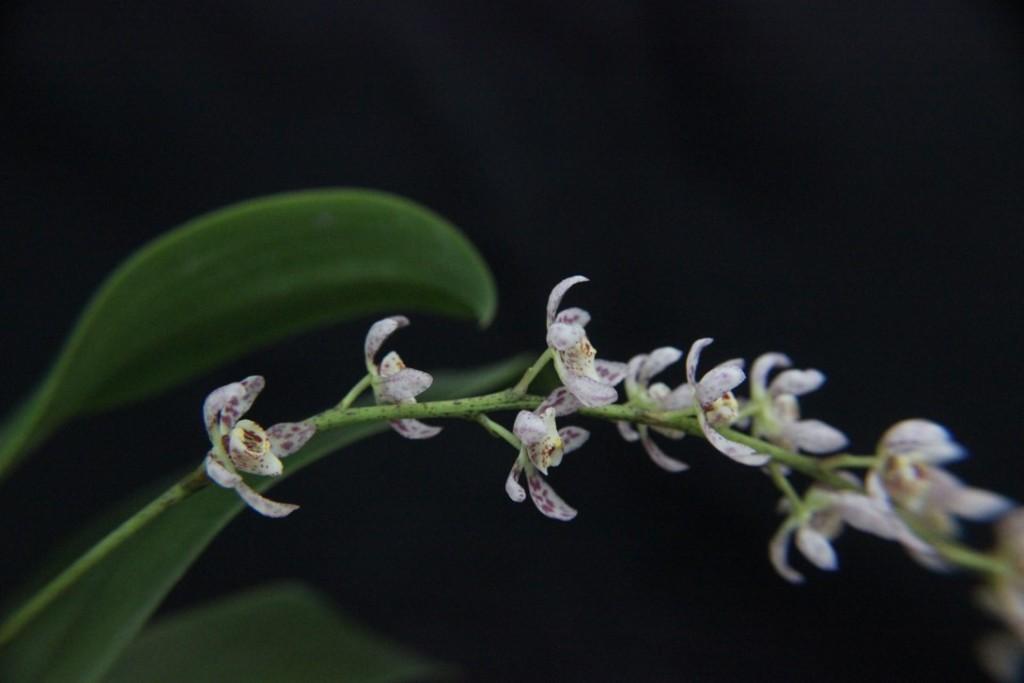 Peristerchilus Memoria Iris Pendle - photo 2