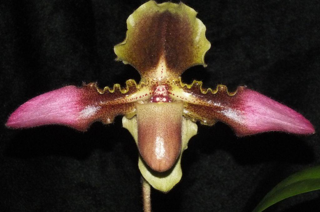 Paphiopedilum hirsutissimum