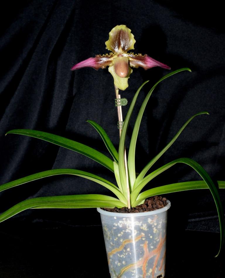 Paphiopedilum hirsutissimum - photo 2