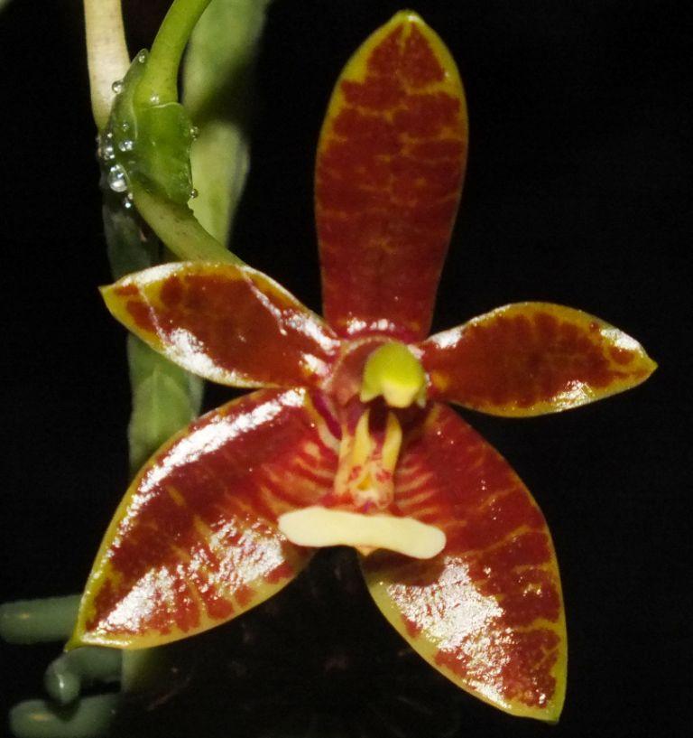 Phalaenopsis cornu-cervi