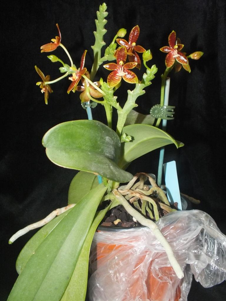 Phalaenopsis cornu-cervi - photo 2