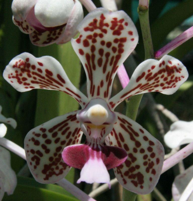Vanda tricolor 'Alison's Glow'