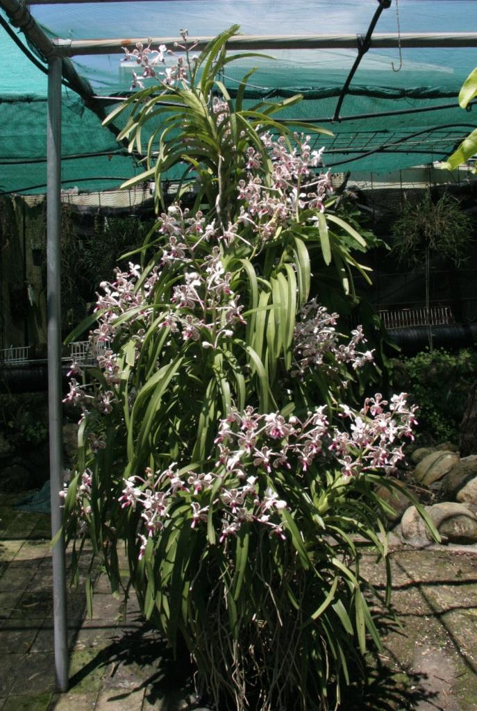 Vanda tricolor 'Alison's Glow'