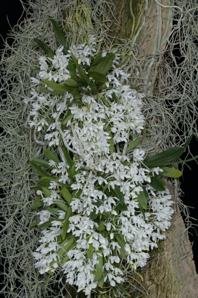 Mystacidium brayboniae