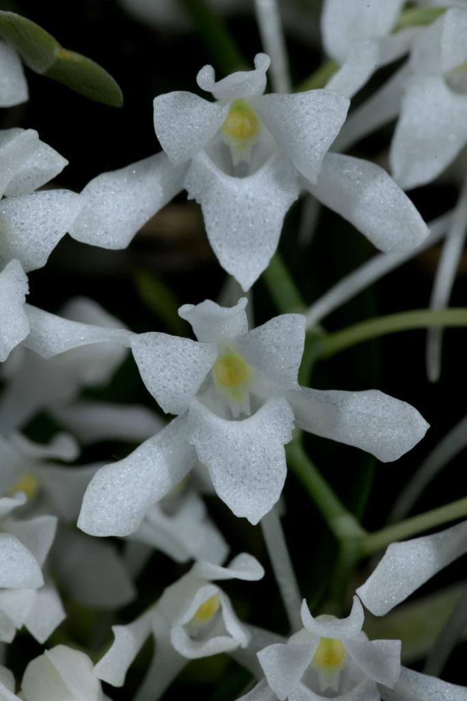 Mystacidium brayboniae - photo 2