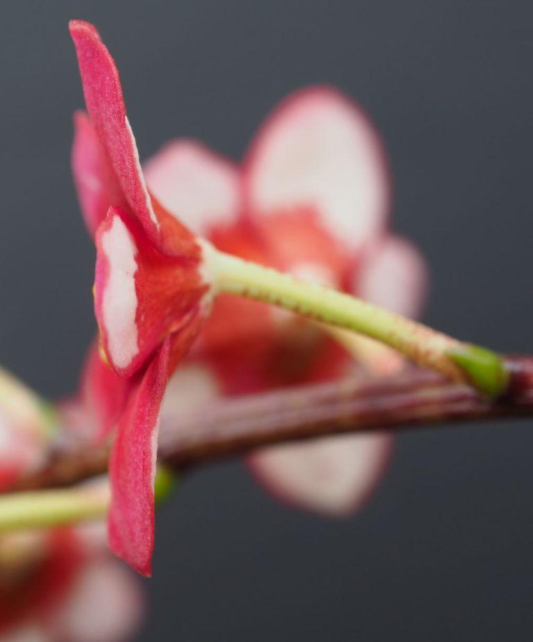 Sarcochilus Magic - photo 2