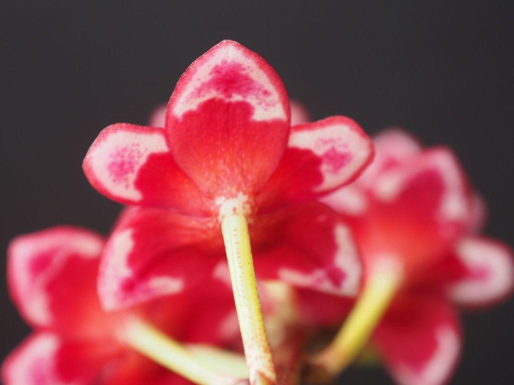 Sarcochilus Magic - photo 2