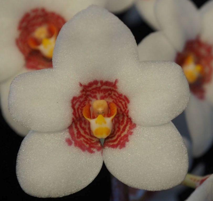 Sarcochilus hartmannii