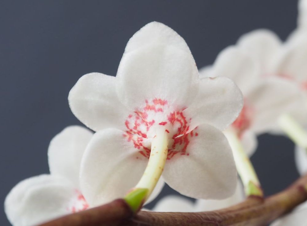 Sarcochilus hartmannii - photo 2