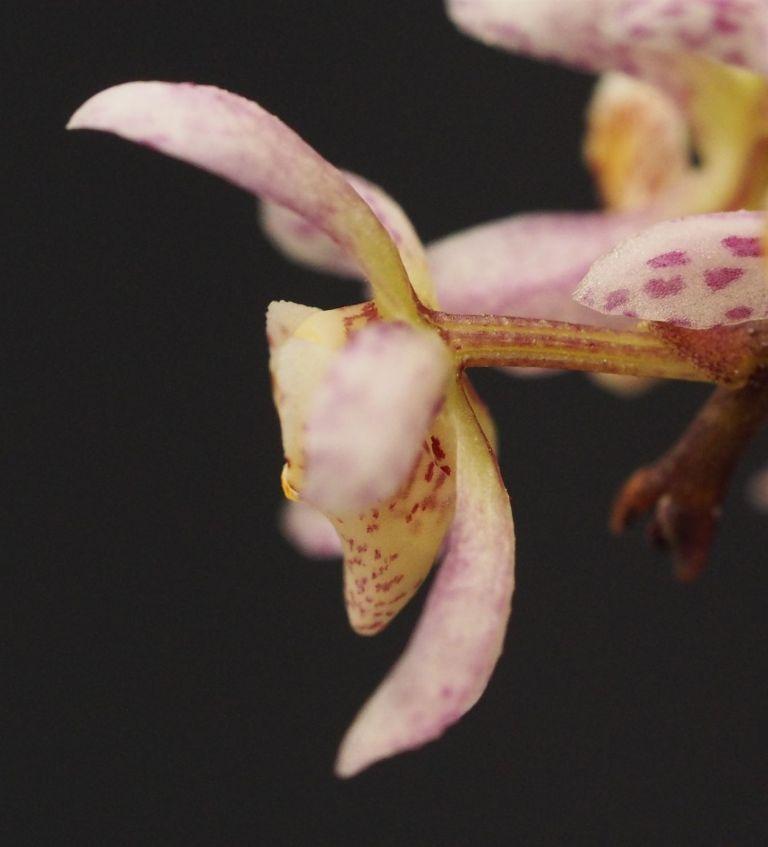 Peristerchilus Olive Grace - photo 2