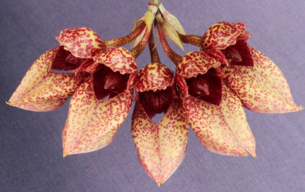 Bulbophyllum frostii