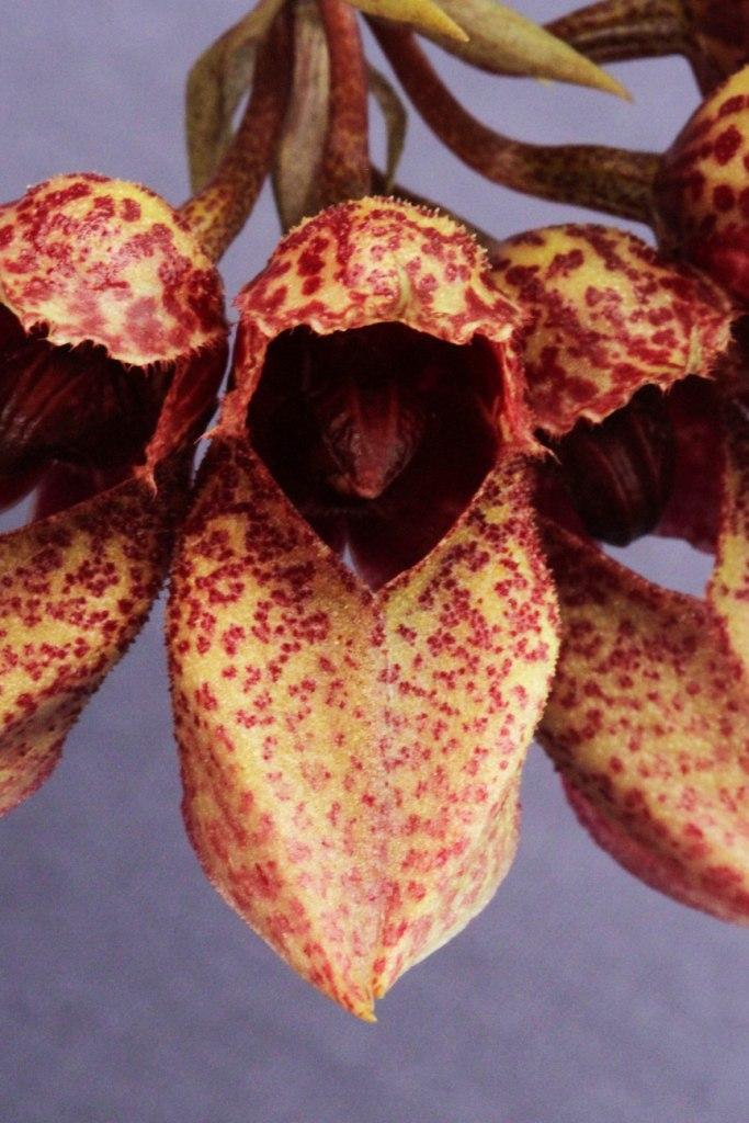 Bulbophyllum frostii - photo 2