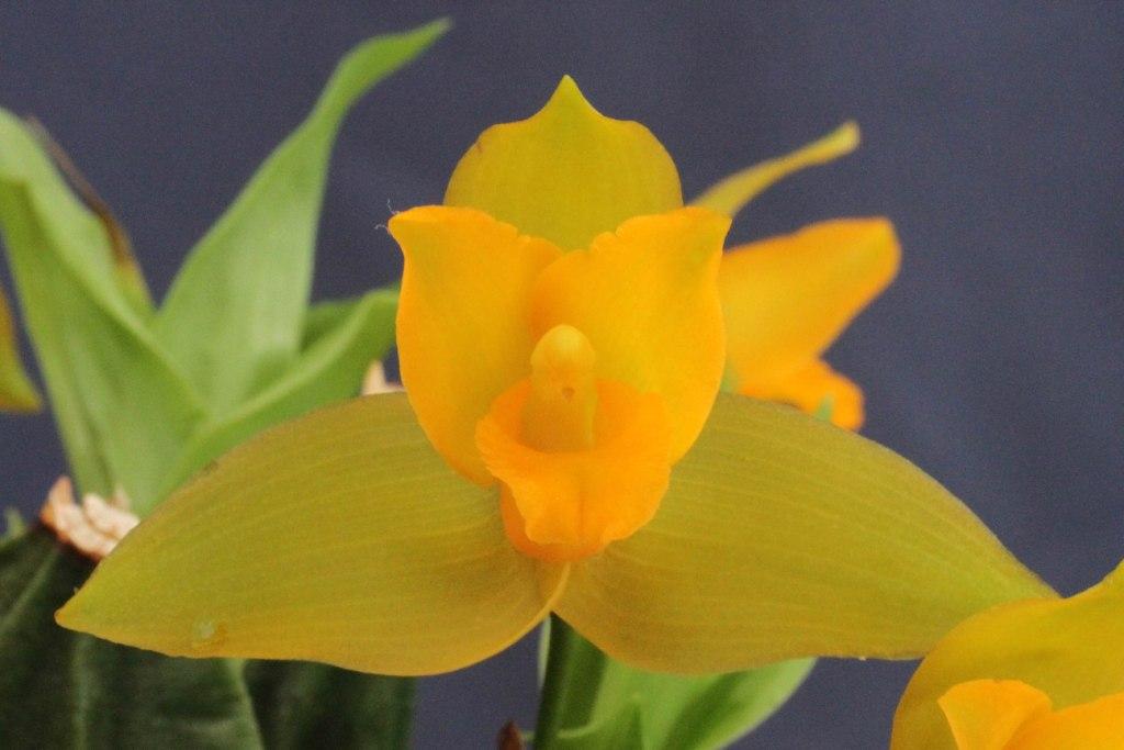 Lycaste bradeorum - photo 2