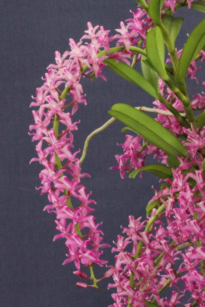 Micropera rostrata - photo 2