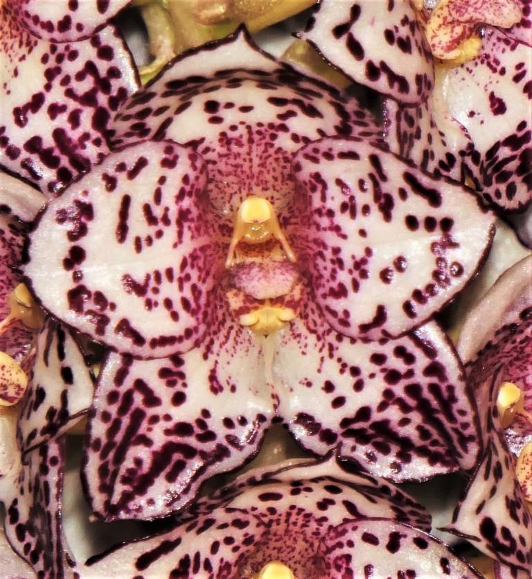 Bulbophyllum kubahense