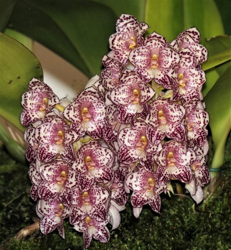 Bulbophyllum kubahense - photo 2