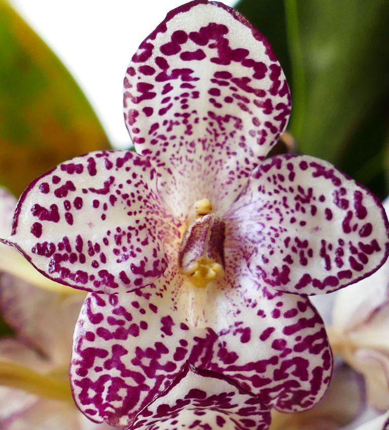 Bulbophyllum kubahense