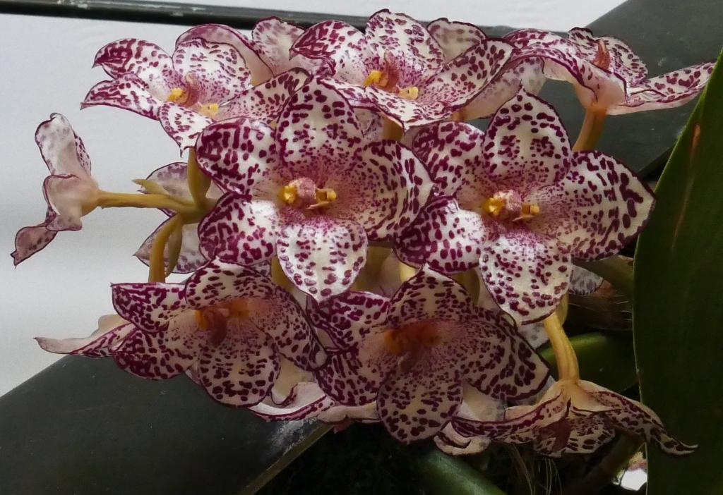 Bulbophyllum kubahense - photo 2