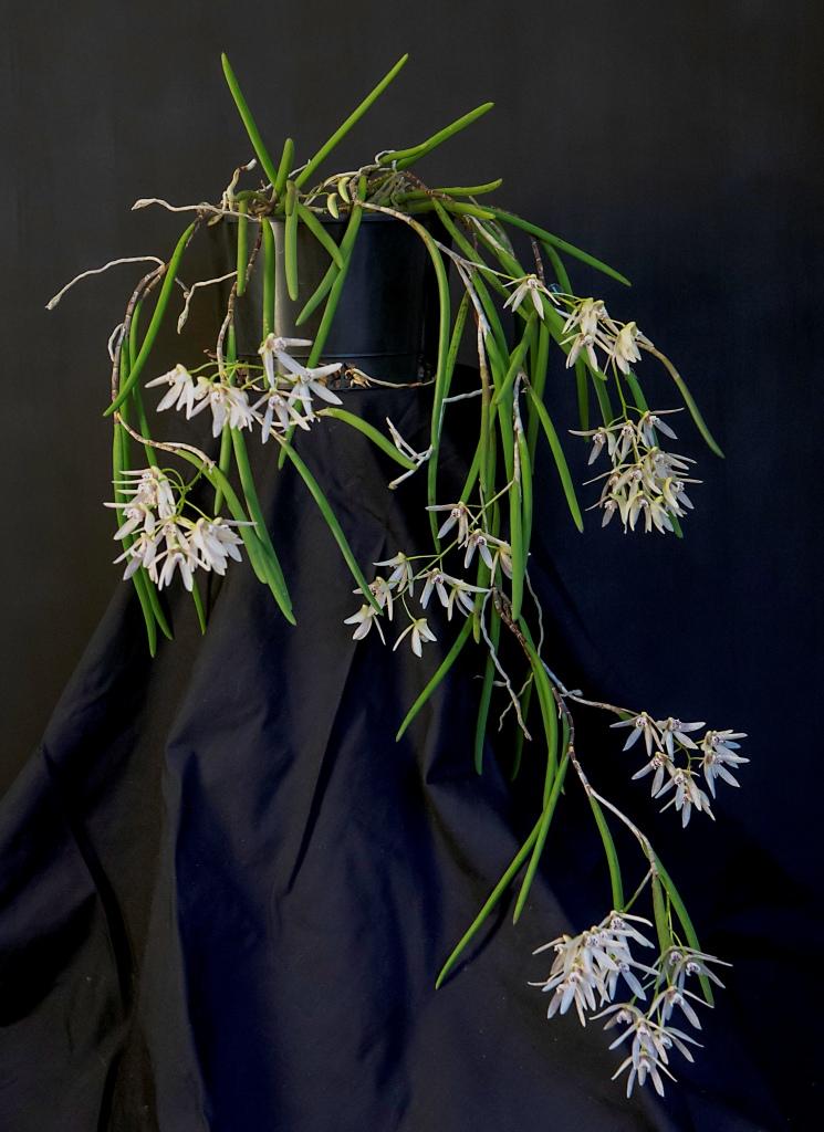 Dendrobium Amphion Aglaea - photo 2