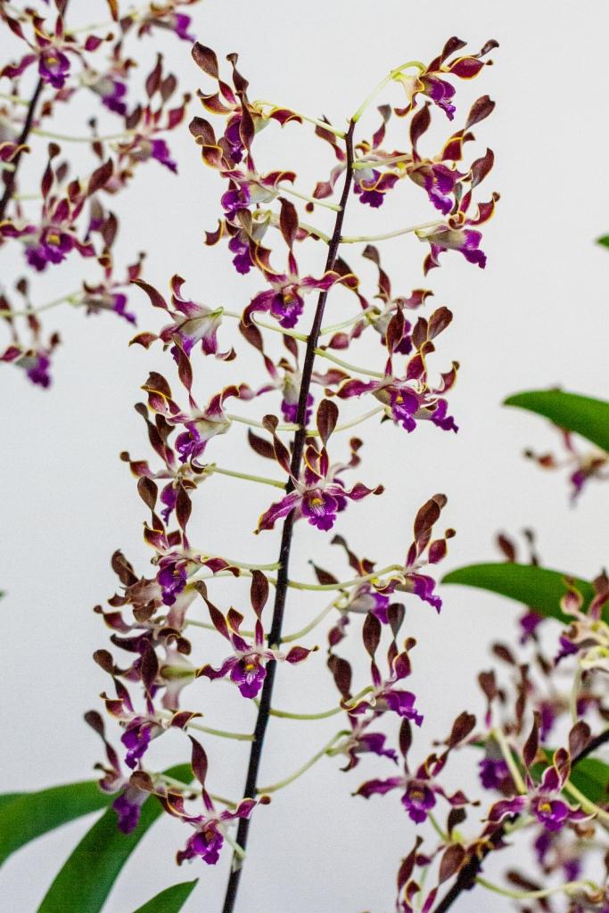 Dendrobium Calico Twist - photo 2