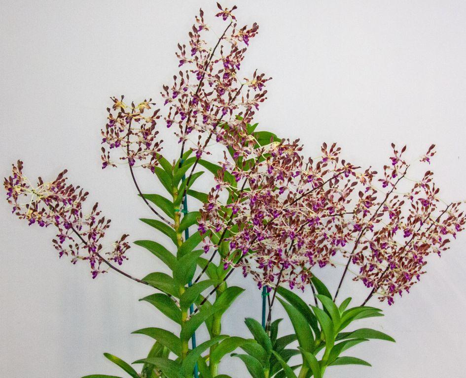 Dendrobium Calico Twist - photo 2